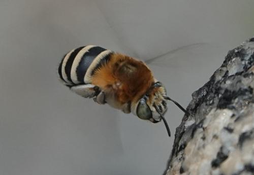 Réf. 347 582 : Amegilla quadrifasciata